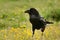 Black crow surrounded of yellow flowers