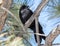 Black Crow in a Tree in Centennial, Colorado