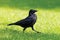 Black crow walking