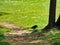 a black crow walks down the path between two trees and grass