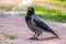 Black crow walks on green lawn. Raven on grass. Wild bird on meadow