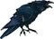 Black crow which caws