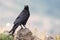 Black Crow - Zwarte Kraai - Corvus Corone -