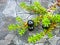 Black crowberry on the background of the stone