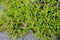 Black crowberry (crowberry) (Empetrum nigrum L.)