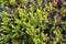 Black crowberry (crowberry) (Empetrum nigrum L.)