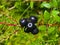 Black crowberry, Empetrum nigrum, berries on branch with needle-like leaves, close-up, selective focus, shallow DOF