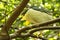 A Black Crown Heron Nycticorax nycticorax also called Black-crowned Night-Heron sitting on the three in Everglades National Park