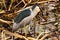 A Black Crown Night Heron eating a goldfish