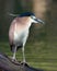 Black Crown Night Heron - Intense Look