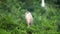 Black Crown Night Heron in Tree Preening