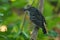 Black-crowned Antshrike - Thamnophilus atrinucha bird in the family Thamnophilidae, found in from Ecuador, Colombia, Venezuela,