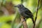 Black-crowned Antshrike - Thamnophilus atrinucha bird in the family Thamnophilidae, found in from Ecuador, Colombia, Venezuela,