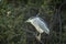 Black crowned or capped night heron bird portrait in natural green background at keoladeo national park or bharatpur bird