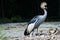 Black Crowned Crane