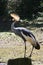 The Black Crowned Crane