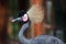 Black Crowned Crane