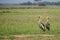 Black Crowned-crane - Balearica pavonina