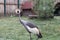 The black crowned crane Balearica pavonina