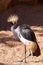 Black Crowned Crane at the Bioparc in Valencia Spain on February 26, 2019