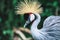Black Crowned-crane bird - Balearica pavonina