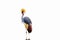 Black Crowned Crane isolated