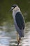 Black-crowned night-heron