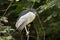 Black-crowned night heron