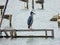 Black-crowned Night-heron