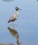 Black Crowned Night Heron