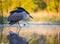 Black-crowned night heron