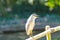 Black-crowned night heron