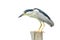 Black-crowned Night-Heron Bird