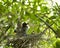 Black crowned Night-heron bird. Black crowned Night-heron  babies