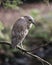 Black crowned Night-heron bird photo. Image. Picture. Portrait. Juvenile bird. Perched on tree branch. Brown colour. Blur