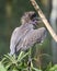 Black Crowned Night Heron Bird Stock Photos. Black crowned Night-heron baby bird close-up screaming with a bokeh background