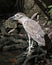 Black crowned Night-heron bird stock photos. Image. Picture. Portrait. Juvenile bird. Standing on moss branch by water. Looking to