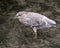 Black crowned Night-heron bird stock photos. Image. Picture. Portrait. Juvenile bird. Standing in water. Looking to the left side