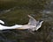 Black-crowned Night Heron bird Stock Photos. Image. Portrait. Picture. Bird attack.