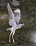 Black-crowned Night Heron bird Stock Photos. Image. Portrait. Picture. Flying bird. Spread wings. Water background.