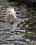 Black-crowned Night Heron bird Stock Photos. Image. Portrait. Picture. Spread wings. Flying bird. Water background.