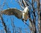 A Black-crowned Night Heron biting down on a twig to take for nesting purposes.