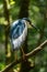 Black-crowned night-heron on branch staring down intently