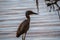 A Black-crowned Night Heron in Brandeton, Florida