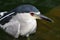 Black-crowned Night Heron close-up