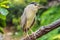 Black crowned night heron croak Malaysia, Kuala Lumpur