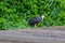 Black Crowned Night Heron in the Day