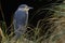 Black-crowned Night-heron in the Falkland Islands
