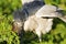 Black-crowned Night Heron Feeding Chick