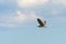 Black Crowned Night Heron in Fight young birdNycticorax nycticorax